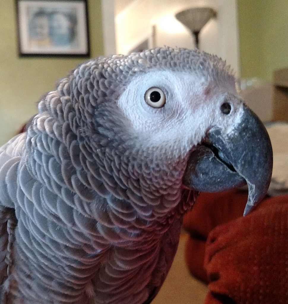 Quincy Jenne - Parrot