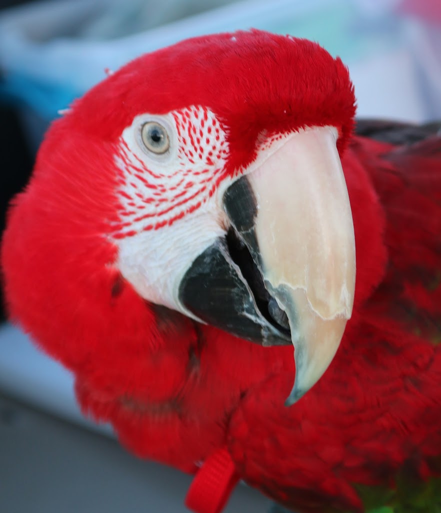 Savannah Jenne - Parrot